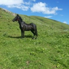 Магомед-Амин Шовхалов, 22.09.1972, Казань