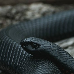 Нуржан Ахметов, 24.10.1901, Кызылорда