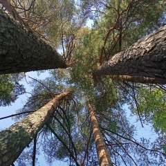 Елена Новоселова, 12.01.1983