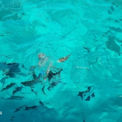 Иван Сафронов, 20.12.1985, Москва