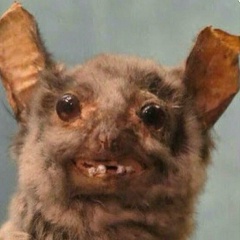 Костя Куршунжи, 10.01, Berlin