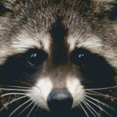 Енот Хороший, 05.07.2002