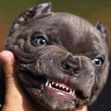 Антон Кефиров, 29.11.1912, Los Angeles