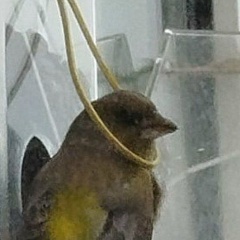 Иван Дударев, Калининград