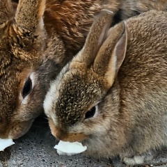 Виктория Львова, 25.10, Санкт-Петербург