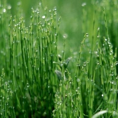 Parviz Sayfiddinov, Душанбе