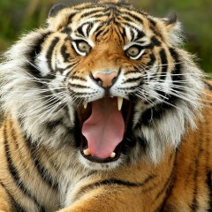 Ветер Вольный, 27.10, Санкт-Петербург