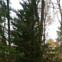 Дмитрий Ялыгин, 20.11.1967, Санкт-Петербург