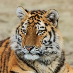 Ольга Ивановна, 03.11, Санкт-Петербург