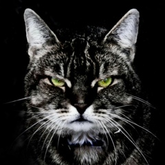 Дмитрий Давыдов, 26.06.1982, Новосибирск