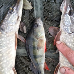 Владимир Соловьев, 30.03.1971, Днепр (Днепропетровск)