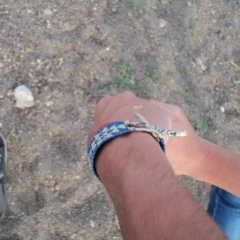 Екатерина Рома, 16.04, Полтава