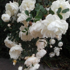 Светлана Малхозова, 15.04.1984, Санкт-Петербург