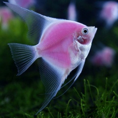 Наталья Райдмяэ, 15.12, Санкт-Петербург