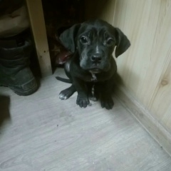 Сергей Колтыгин, 15.11, Санкт-Петербург