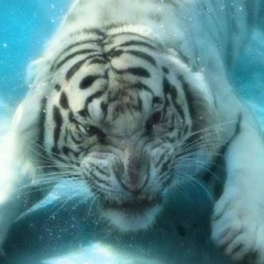 Костя Хосонов, 22.02, Владикавказ