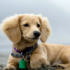 Bogdan Миронюк, 31.01, Житомир