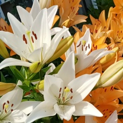 Гульнара Каримова, Казань