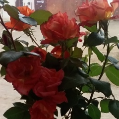 Загира Серікбаева, 15.10.1978