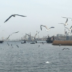 Ирина Одесская, 03.02, Одесса