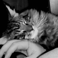 Евгений Землянко, 04.11