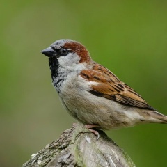 Pardal Madruguinha, 26.03.1986, Ribeirão Preto