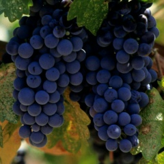 Bekhzat Abdurakhmanov, 21.05.1994, Алматы