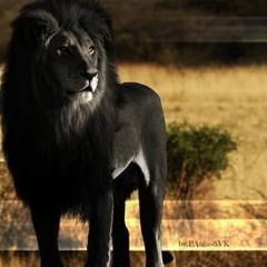 Антон Павлов, 07.08.1984, Санкт-Петербург