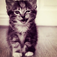 Алисхан Чадаев, 04.08.1995, Грозный