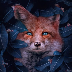 Мазай М, 18.07