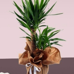 Alp Bakırcı, 01.01, İstanbul