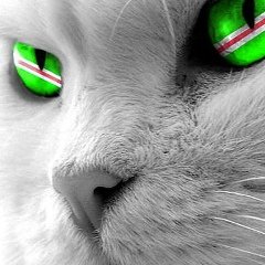 Maham Elgakaev, 03.08.1992, Грозный