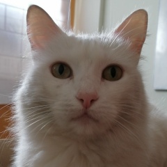 Cesar Augusto, 10.09, Callao