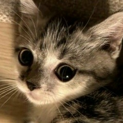 Тимофей Чипси, 24.07, Санкт-Петербург