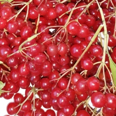 Наталья Липатова, 13.08.1964, Москва