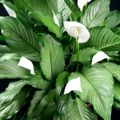 Ольга Николаева, 18.12.1981, Москва