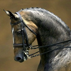 Мақсат Мұстафа, 31.07.1987, Актау