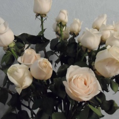 Мария Кондратенко, Великий Новгород