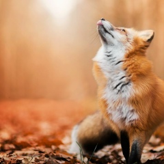 Виктория Ветрова, 01.05.1999, Москва