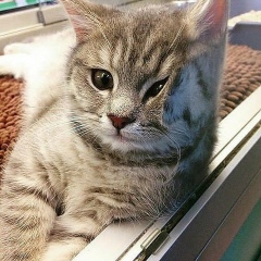 Алмат Карибай