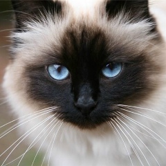 Светлана Ботвич, 12.02.1986, Москва