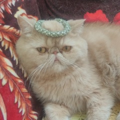 Баян Ширянов, 24.06.1988, Санкт-Петербург