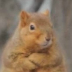 Белла Амельчук, 05.12.1985, Москва