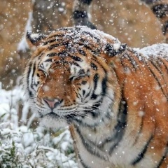 Тигра Мазурецкая, 04.06.1986, Москва