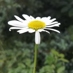 Елена Копчикова