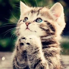 Андрей Андрей, 17.11, Киев