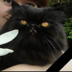 Клим Чугункин, Волгоград