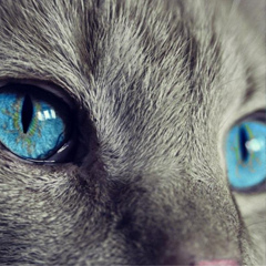 Роман Ладнов