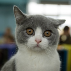 Анна Куманикина, Тверь