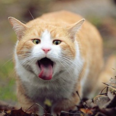 Kai Greene, 12.07.1975, New York City